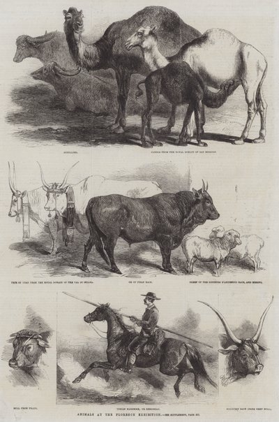 Animals at the Florence Exhibition by Harrison William Weir